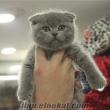 scottişh fold & britişh sorthair kedi kadıkoy istanbul