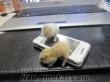 İstanbul Silivride hamster