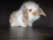hollanda lop tavşanı