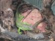iguana yeşil 60 cm boyunda...