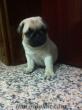 SATILIK PUG MOPS ORJİNAL