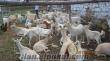kastamonuda sahibinden satılık saanen keçiler