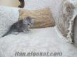 ANTALYA BRİTİSH SHORTHAİT SİLVER TABBY 1 AYLIK YAVRU (DİŞİ)