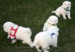 Yavru Samoyed Köpekleri, yavru köpekler, satılık