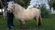 pony atı Kadıköyde
