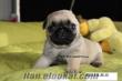 SATILIK PUG YAVRULARI SUN PET SHOP TA