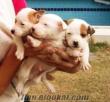 satılık jack russel terrier yavrusu