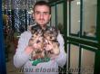 tea cup yorkshier terrier yavruları ab pasaportlu