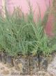 Mavi Ardıç Sabin Ardıcı ( Juniperus Sabina ) 100 adet tohum 17 TL