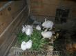 Satılık cins tavşan yavruları istanbul esenyurt 'ta