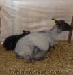 satılık romanov koyun kuzu ve koçlar sertifikalı saf ırk