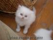 Orjınal ıran persıan yavru kedı