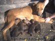 Bulgaristandan rodesien ricbeak yavruları