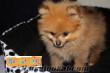 SATILIK BOO DOG-POMERYAN YAVRULARI SUN PET SHOPTA