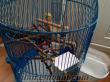 şirin sultan papağanı kafesi ve oyuncakları ile birlikte