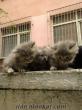 ücretsiz chinchilla-iran kedisi yavruları