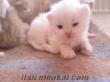 45 günlük iran kedi yavruları beyaz mavi gözlü