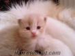 İran kedi yavruları beyaz sarı mavi gözlüler 40 günlük