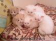 İran kedi yavruları 45 günlük 2 beyaz dişi 1 sarı erkek