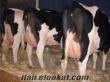 Serkan Et Tarım Ve Hayvancılık Holstein İnekler Satılık