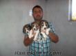 Bursada beagle bebeklerı
