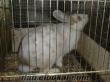 1 çift damızlık yeni zelanda tavşanı