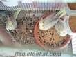 Ev Uretimi Sultan Papagani (Yavru) ve Yumurtalı Çift