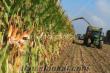 SİLAJLIK MISIR TOHUMU KG FİYATI 7 TL sılajlık mısır tohum mısır yetiştiriciliği