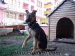 satılık k9 kurt köpeği dişi (4, 5 aylık) yuvası dahil