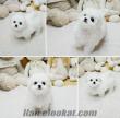 BICHON FRISE MICRO TEACUP YAVRU