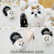 MALTESE TERRIER MICRO TEACUP YAVRU