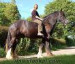 dünyanın en büyük atı shire