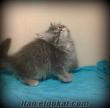 2 aylık silver chinchilla yavru (sahibinden)