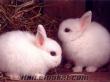 satlık yavru tavşanlar:çekmeköy