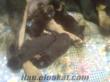 İzmir içi Anne Karnı altında Satılık Macar Rottweiler Yavrular