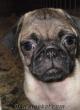 ---CHİHUAHUA - PUG(MOPS)' LARDA OLAY KAMPANYA--------