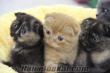 İstanbul scottish fold yavrular