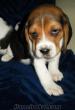 BEAGLE YAVRULARI SAFKAN IRK GARANTİLİ