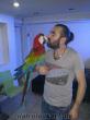 bu fiyata mükemmel evcil kırmızı ara macaw papağan yok