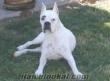 2 aylık root weiler-albino boxer-boxer-terrier vardır...