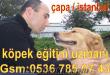 köpek eğitim uzmanı çapa semti- istanbul