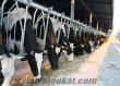 besi çifliğinden satılık acil süt inekleri