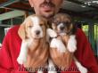 Ege Kütahya beagle yavruları