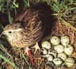 amerikan jumbo bıldırcın yumurtası 12 adet 3 tl