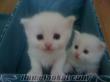 antalyada iran chinchilla yavru kediler