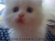 antalya iran chinchilla van ankara melezi yavru kedi