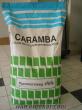 1 kg Caramba ( Karamba ) tohumu 11 TL