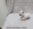 CHIHUAHUA TEACUP SAFKAN YAVRU