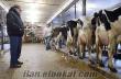 akaylar hayvancılık acil satılık buzalı süt inekleri