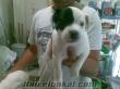 ***KORSAN MASKELİ JACK RUSSELL YAVRULARI***